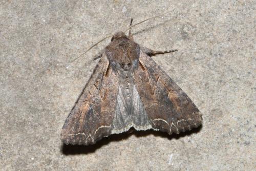 Réf. 210 814 : Lacanobia suasa